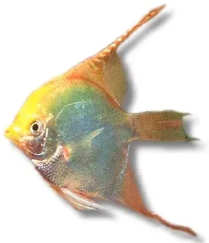 Pterophyllum scalare gold skalar XXL över 7,5 cm lugn