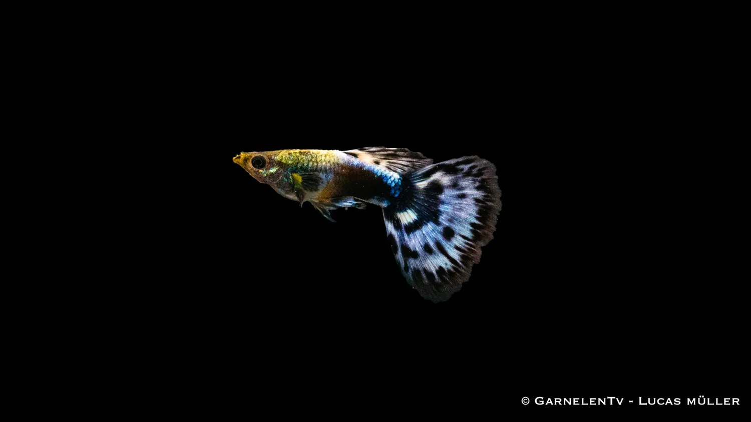 Garnelen TV Guppy Dumbo Ear Blau guppyhane 3-4 cm