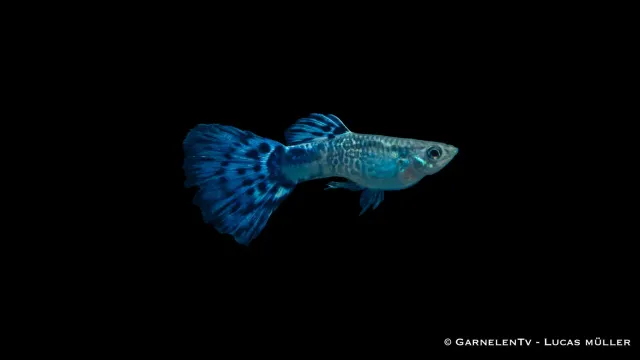 Garnelen TV Snakeskin Poecilia reticulata guppy hane blå