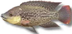 Näsets Mozambique Tilapia XL akvariefisk XL robust ciklid