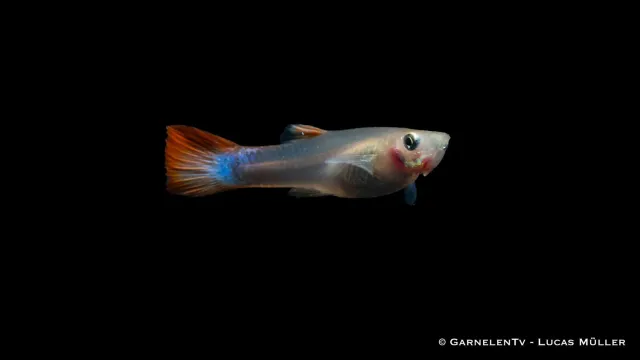 Garnelen TV Guppy Flame hona akvariefisk Poecilia reticulata