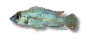 Näsets Ciklidhobby Lamprologus lemairii ciklid 4–5 cm