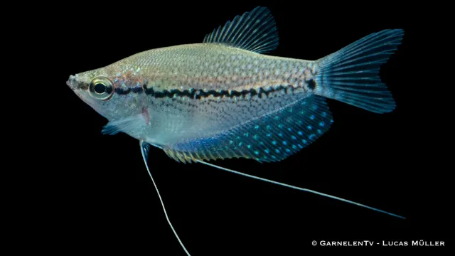 Garnelen TV Trichogaster Leeri mosaikgurami