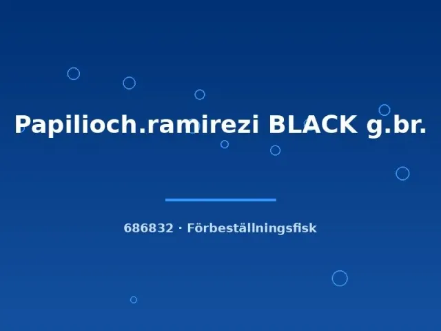 Näsets Ciklidhobby Papiliochromis ramirezi black dvärgciklid 2,5–3 cm