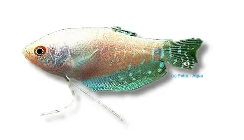 Trichogaster trichopterus gurami silver 6–7 cm