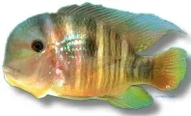 Näsets Ciklidhobby Gymnogeophagus balzanii ciklid 4–5 cm