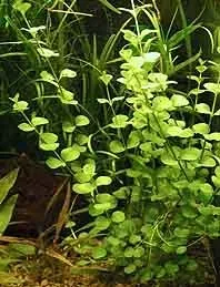 Näsets Lysimachia nummularia akvarieväxt kruka tät