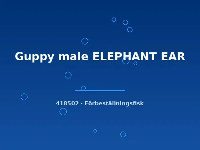 Näsets Ciklidhobby Elephant Ear guppyhane md stor pectoral