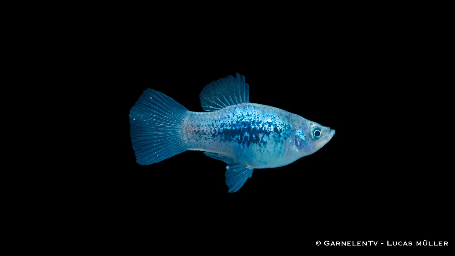 Garnelen TV Platy Blau Tuxedo akvariefisk Xiphophorus