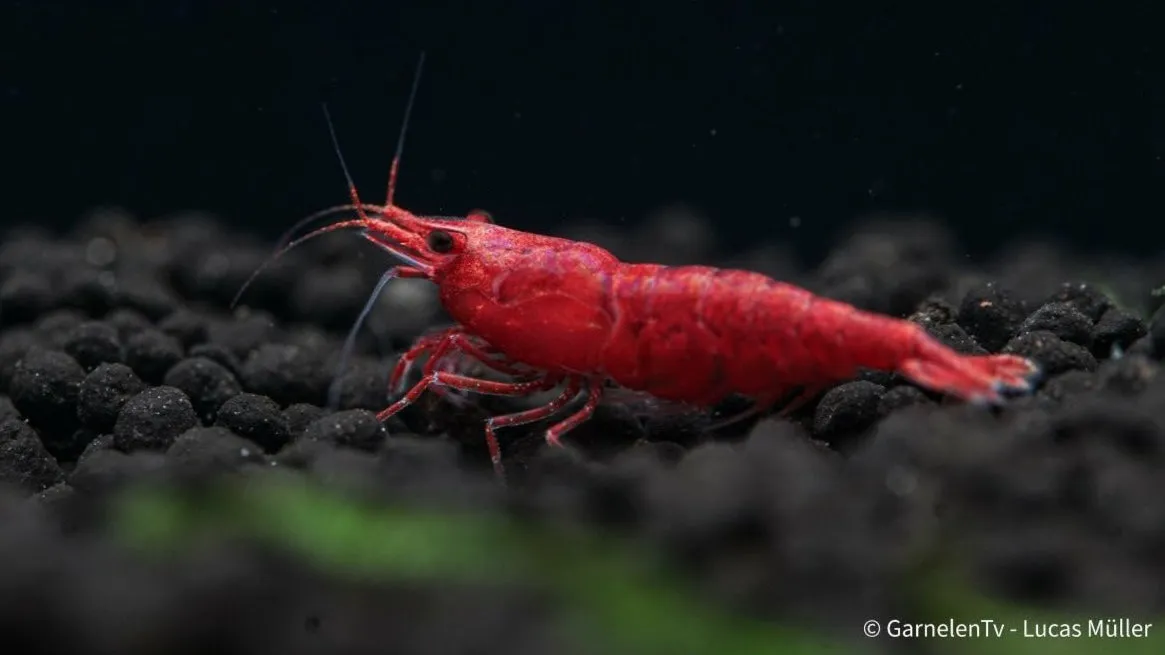 Garnelen TV Red Sakura räka Neocaridina davidi röd