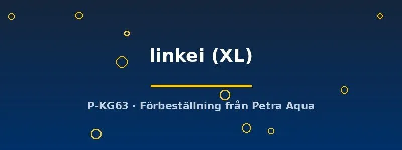 Näsets Ciklidhobby Parosphromenus linkei labyrintfisk XL