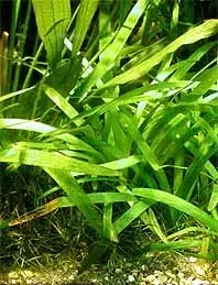 Sagittaria platyphylla akvarieväxt kruka