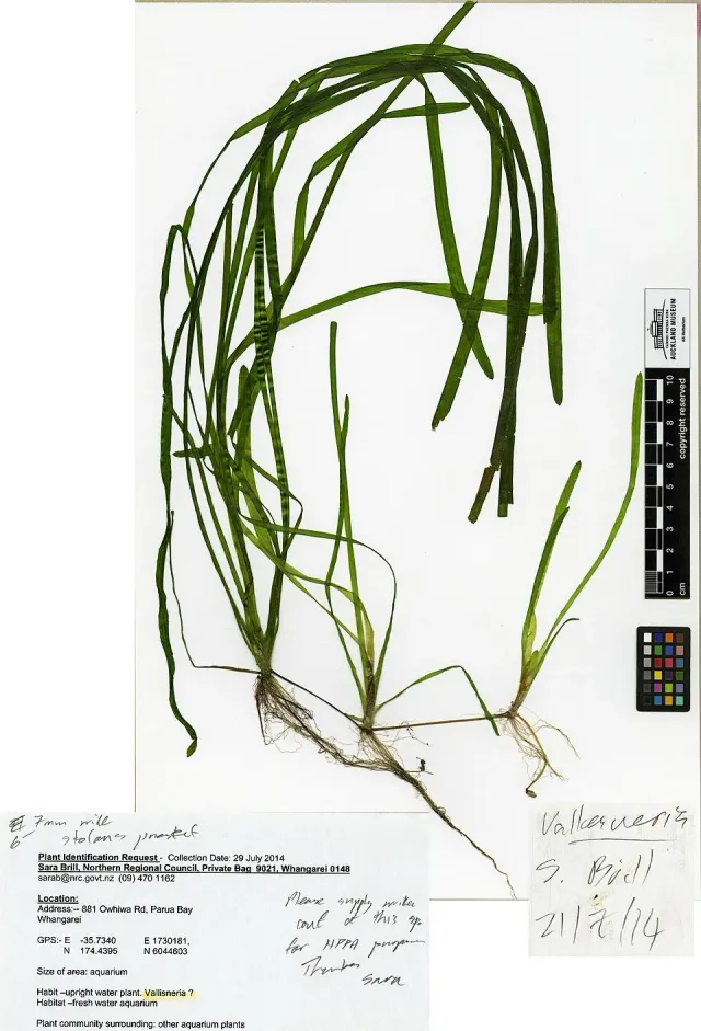 Vallisneria australis gigantea akvarieväxt PS