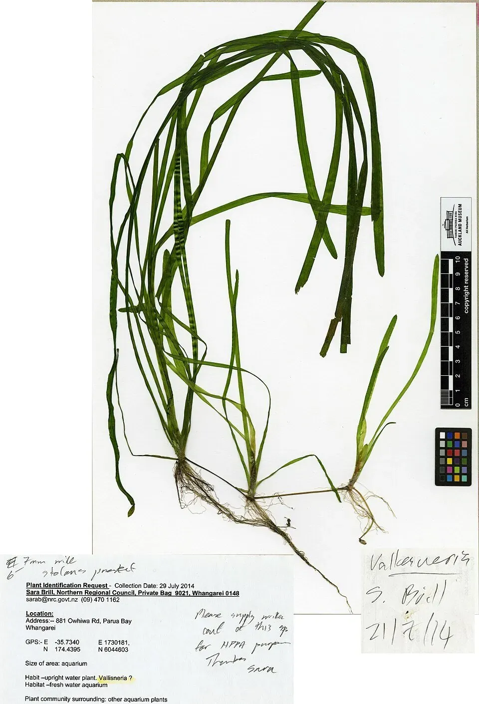 Vallisneria australis gigantea akvarieväxt PS