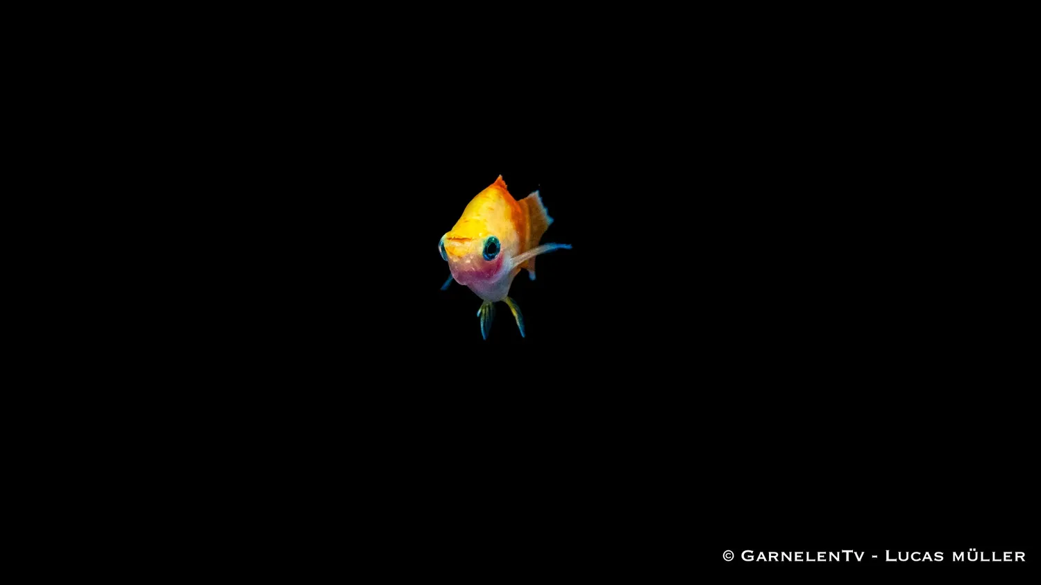 Garnelen TV Platy Ananas Xiphophorus maculatus sällskapsfisk gul