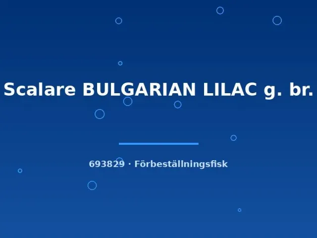 Näsets Ciklidhobby Scalare Bulgarian Lilac akvariefisk md lila