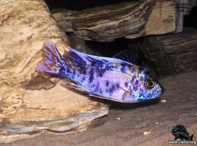 Näsets Ciklidhobby Calico Aulonocara OB akvariefisk 7–8 cm Malawi