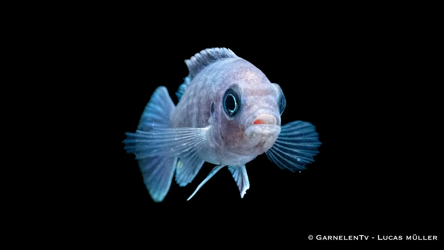 Garnelen TV Afra White Top Galileya Reef malawiciklid blå