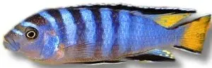 Näsets Ciklidhobby Pseudotropheus elongatus mpanga akvariefisk 6–7 cm mbuna