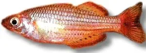 Näsets Ciklidhobby Dwarf Australian Rainbow fisk 4,5–5 cm