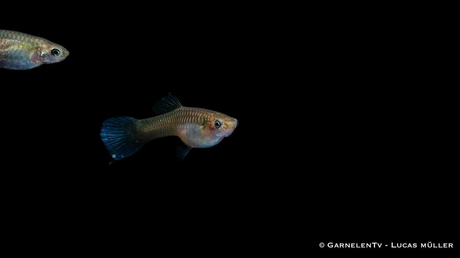 Garnelen TV Poecilia wingei Endlers guppy par black bar