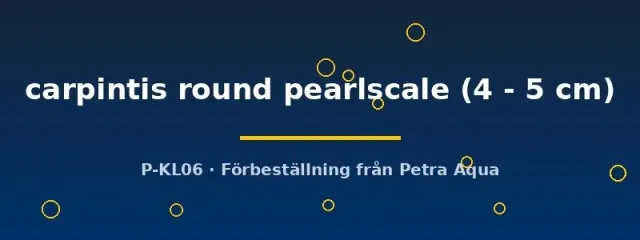 Herichthys carpintis round pearlscale ciklid 4–5 cm pärlfjällig