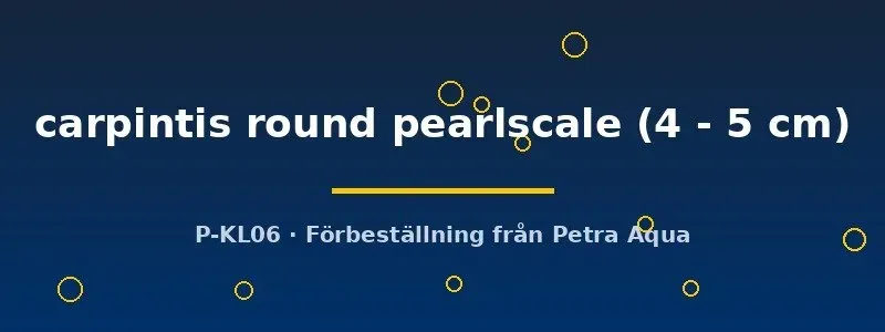 Herichthys carpintis round pearlscale ciklid 4–5 cm pärlfjällig