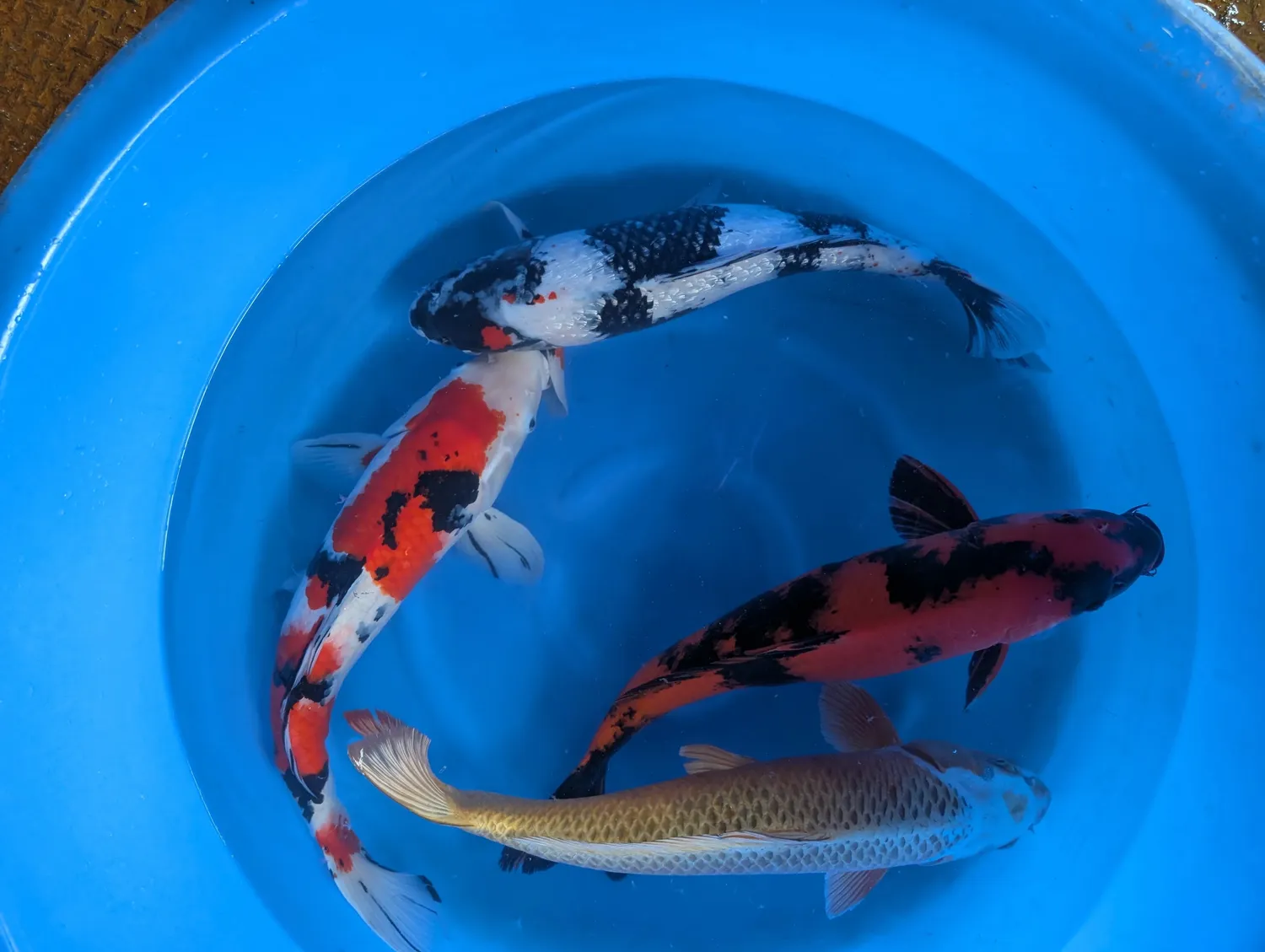 Garnelen TV Japan Koi Hirasawa koi 55–60 cm