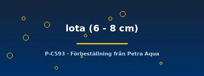 Näsets Ciklidhobby Lake Lota lota akvariefisk 6–8 cm kallvatten