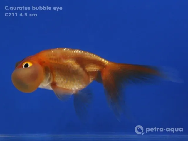Näsets Carassius auratus bubble eye guldfisk 9–11 cm