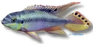 Näsets Pelvicachromis pulcher blue ciklid 4 cm blå