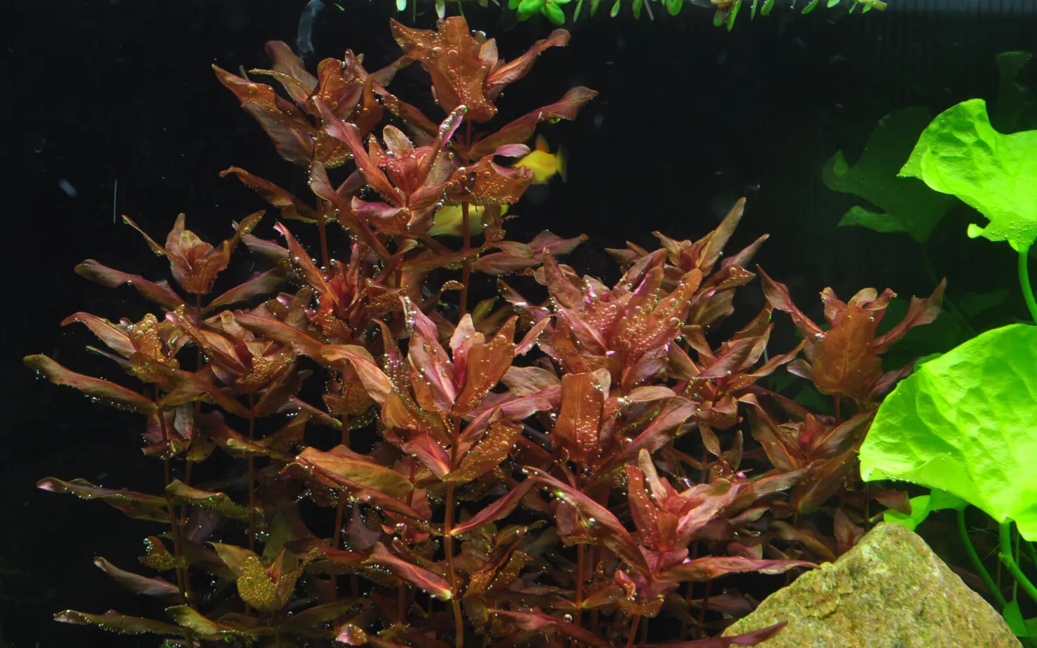 Akvarievalvet Rotala macrandra akvarieväxt röd stjälkväxt