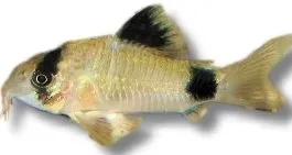 Näsets Ciklidhobby Corydoras panda 4-4,5 cm pansarmal bottenfisk