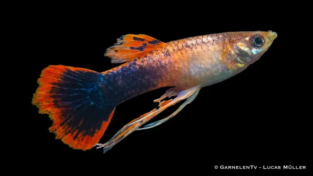 Guppy hane Ribbon Mix Poecilia reticulata 3–4 cm