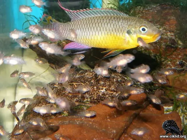 Näsets Gul palettciklid akvariefisk 5–6 cm Bipindi
