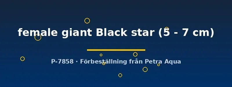 Betta Giant Black Star kampfisk hona 5-7 cm