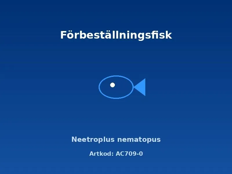 Näsets Ciklidhobby Neetroplus nematopus akvariefisk 3,5-4 cm
