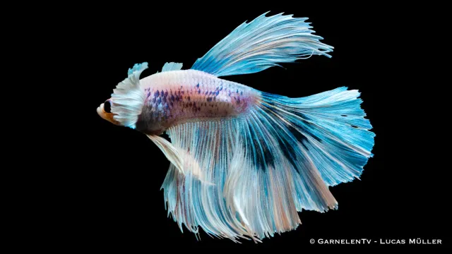 Garnelen TV Kampfisk Superdelta Dumbo Ear hane akvariefisk