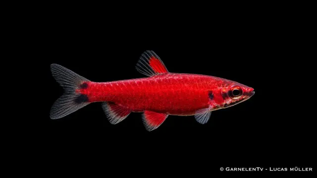 Garnelen TV Nannostomus sp. Amaya tetrafisk scharlakansröd
