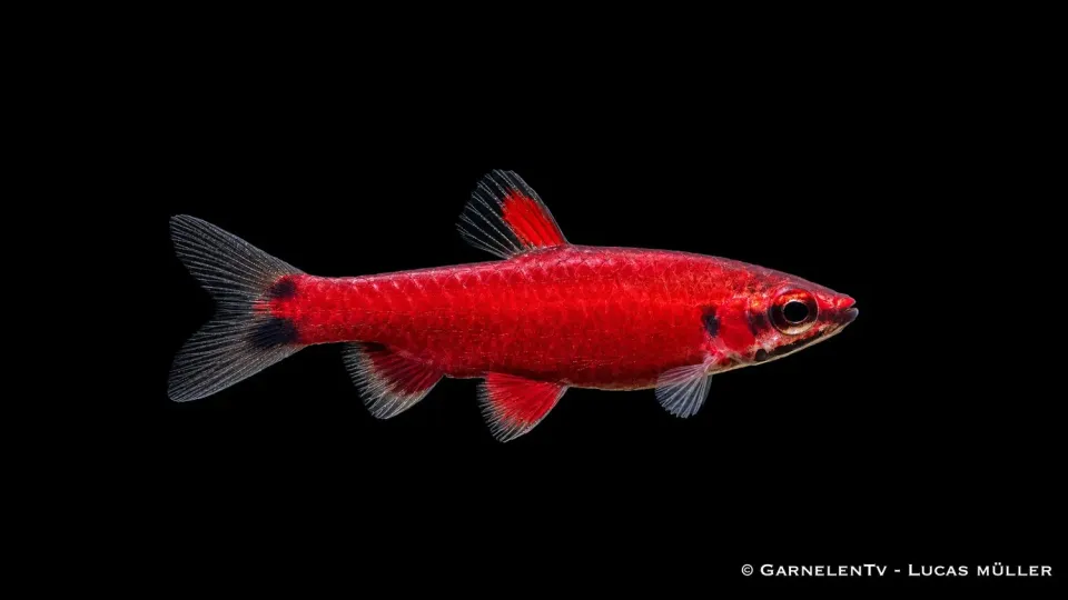 Garnelen TV Nannostomus sp. Amaya tetrafisk scharlakansröd