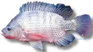 Näsets Ciklidhobby Nile tilapia akvariefisk 5,5–7 cm storvuxen