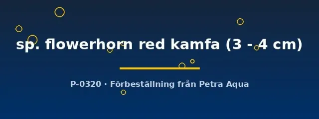 Näsets Flowerhorn Red Kamfa ciklid akvariefisk 3-4 cm