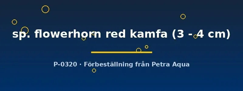 Näsets Flowerhorn Red Kamfa ciklid akvariefisk 3-4 cm