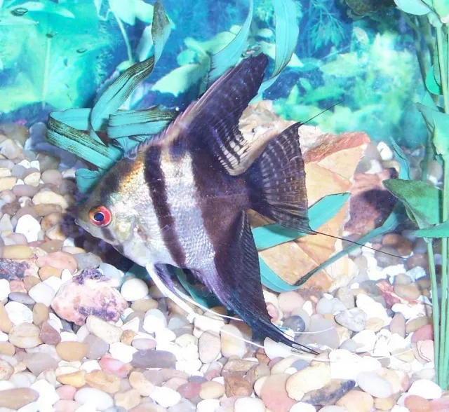 Näsets Ciklidhobby Pterophyllum scalare Bicolor skalar 4 cm