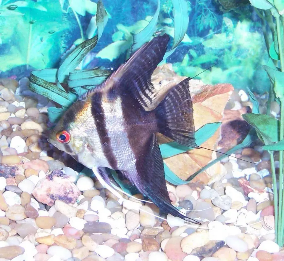 Näsets Ciklidhobby Pterophyllum scalare Bicolor skalar 4 cm