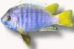Näsets Ciklidhobby White-Tail Acei akvariefisk 6–7 cm ciklid