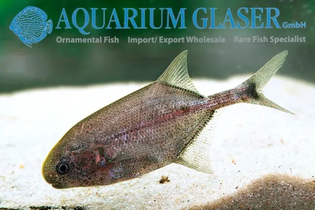 Näsets Ciklidhobby adspersus elefantfisk 6–9 cm