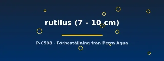 Näsets Ciklidhobby Rutilus rutilus mört 7–10 cm kallvatten