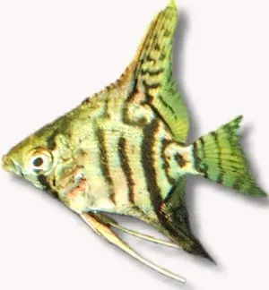 Näsets Ciklidhobby Pterophyllum scalare zebra skalar L 5,5–6 cm
