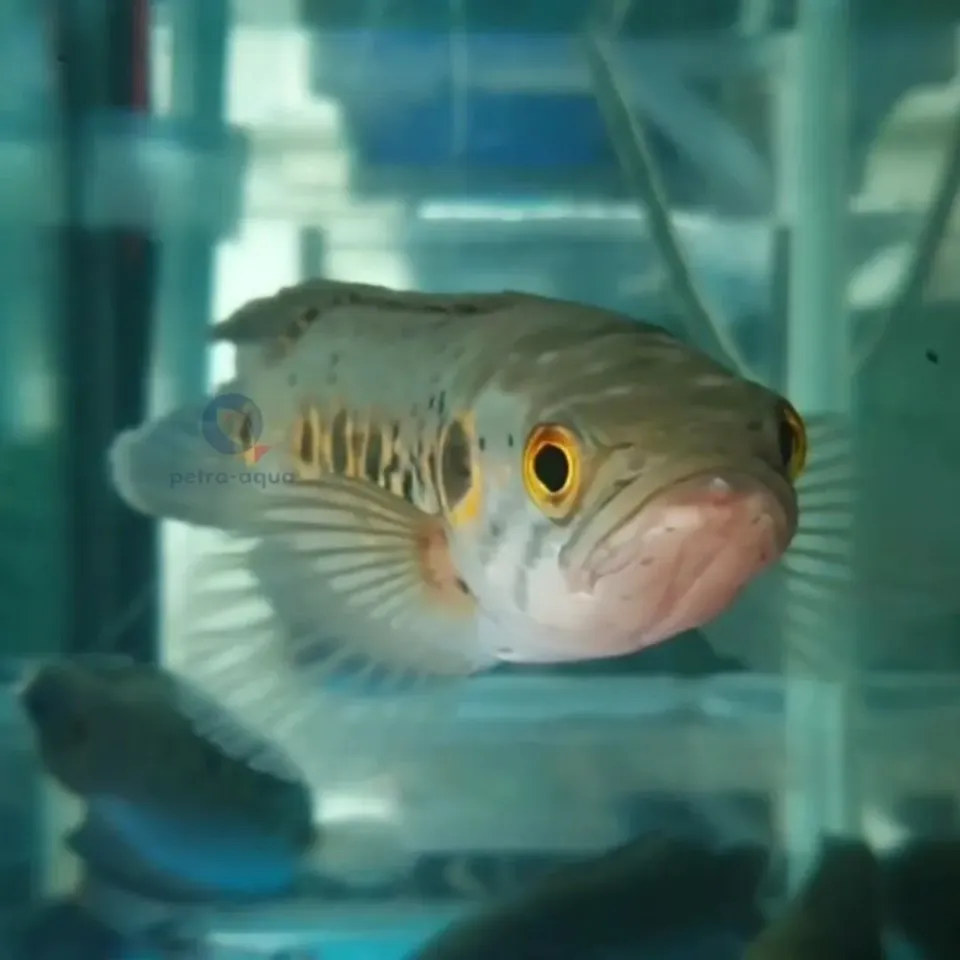 Näsets Ciklidhobby Channa pleurophthalma rovfisk 7–10 cm